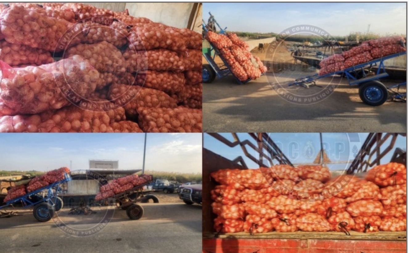 Trafic d’oignons vers la Mauritanie : 11 individus arrêtés, 365 sacs saisis