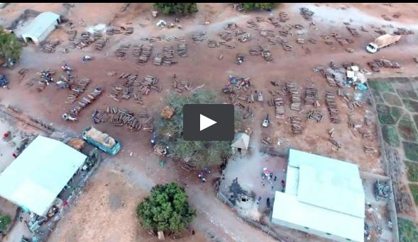 Un drone filme le pillage par la Chine des dernières forêts du Sénégal