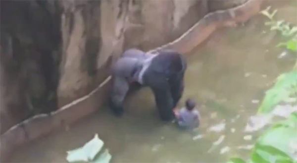 Un zoo tue son gorille après la chute d’un enfant dans l’enclos