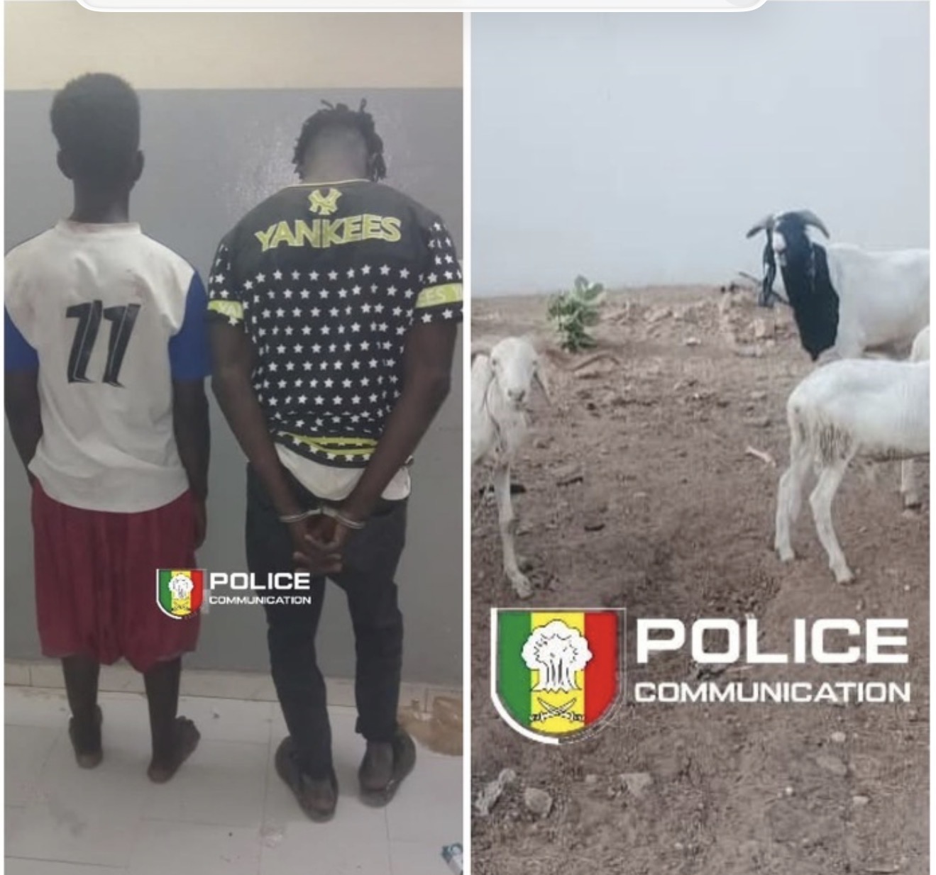 Vol de bétail : deux suspects arrêtés, un complice en fuite