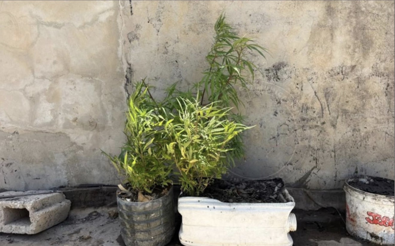 Trafic de drogue à Dakar : un cultivateur à domicile arrêté par la Gendarmerie à Grand-Yoff