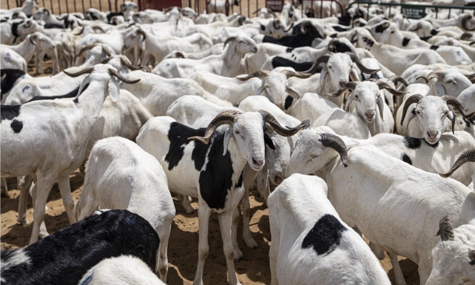 On attend les clients" : Entre blocus au Mali et spéculation, le prix du bélier atteint des sommets !