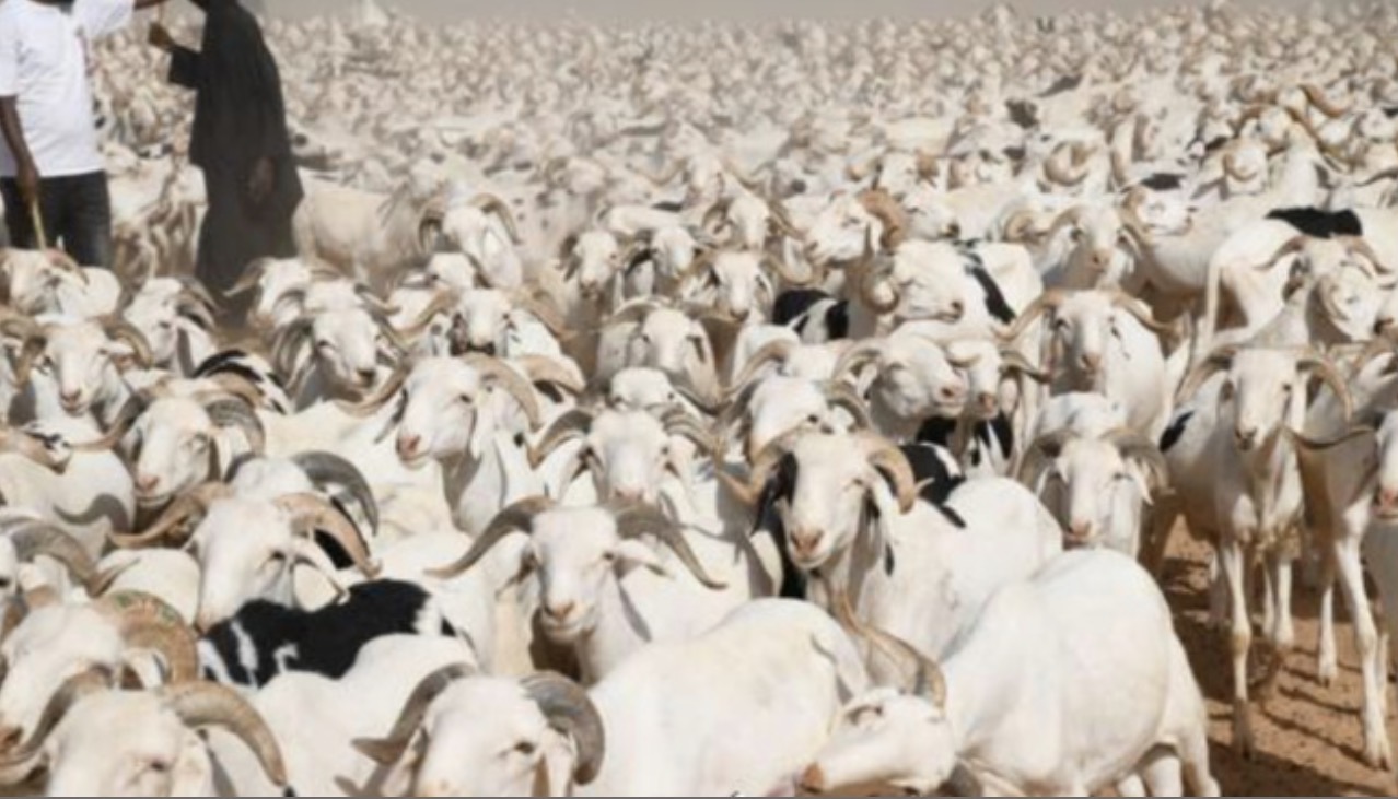 Tabaski 2026 : l’État renforce son dispositif pour sécuriser l’approvisionnement en moutons