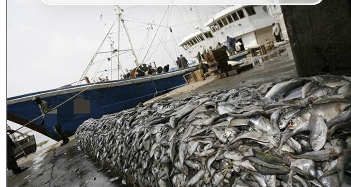 Pêche démersale côtière : la CONAPED réclame le retrait de l’arrêté ministériel