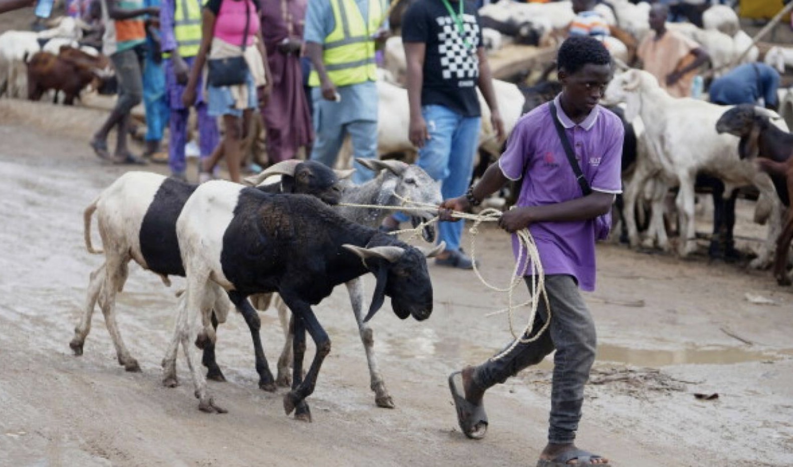 Nigeria: l'insécurité et la flambée de l'essence font grimper les prix des moutons pour l'Aïd
