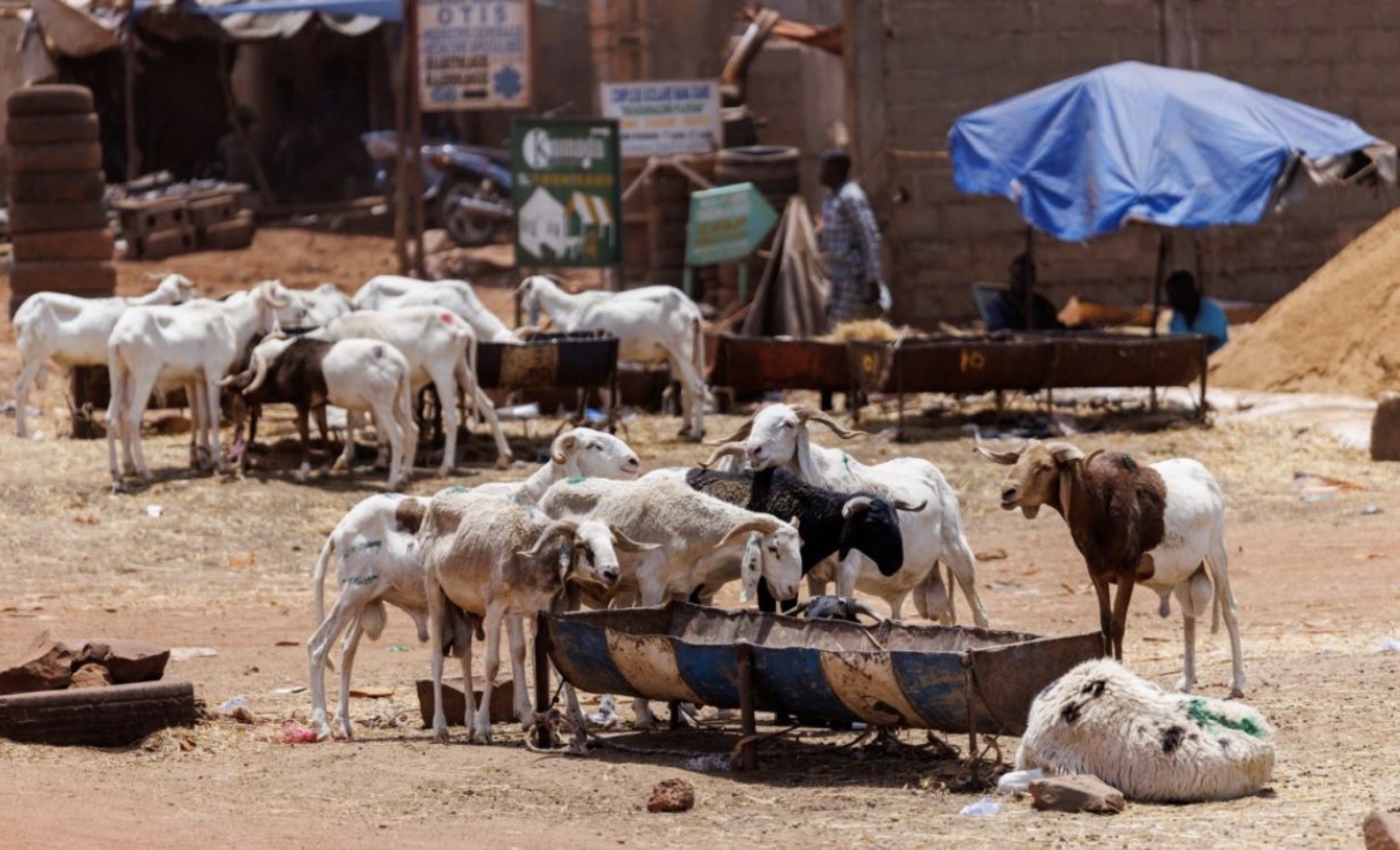 De Dakar à Sédhiou : Radiographie d'une cherté généralisée sur le marché du mouton