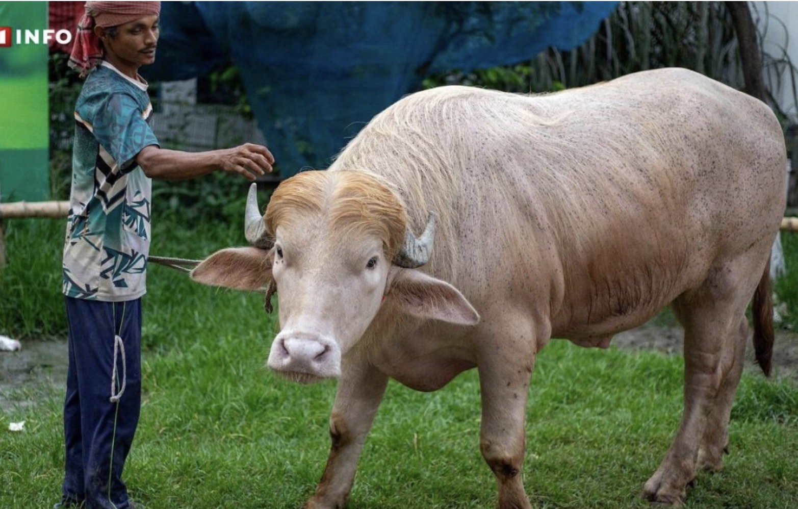 Bangladesh : le buffle "sosie" de Trump échappe à l'abattoir et rejoint un zoo