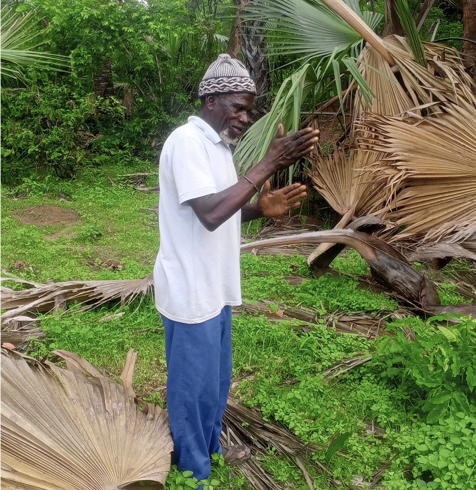 Casamance : le ronier, un arbre aux multiples usages au cœur de la vie quotidienne