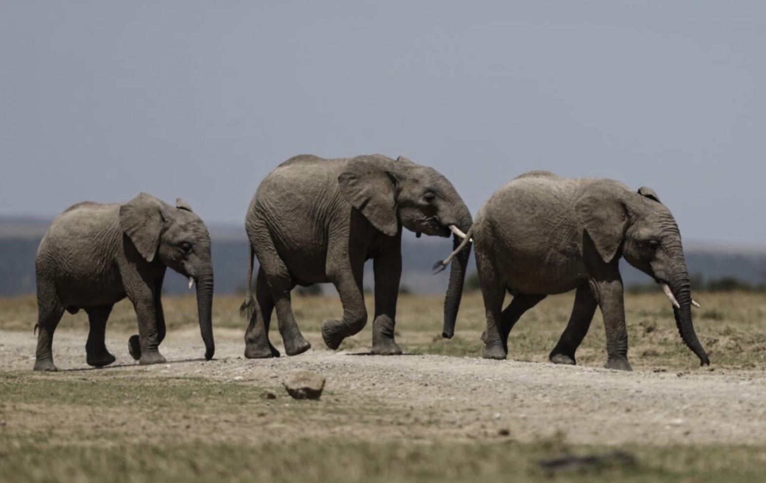 Maladie, poison? Dans le sud du Kenya, un mal mystérieux continue de tuer des éléphants