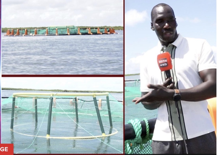 Révolution bleue à Palmarin : Plongée exclusive dans le tout premier projet d'aquaculture marine d'Afrique de l'Ouest