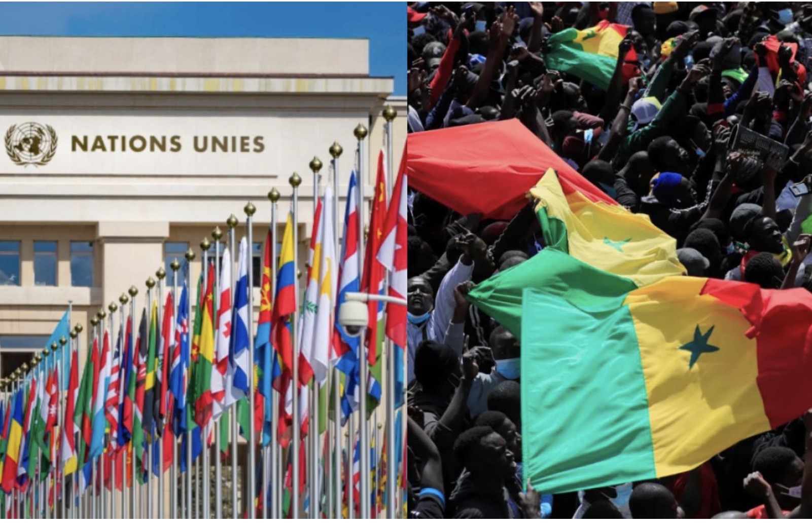 Organismes internationaux : les Sénégalais en voie de disparition, deux raisons avancées