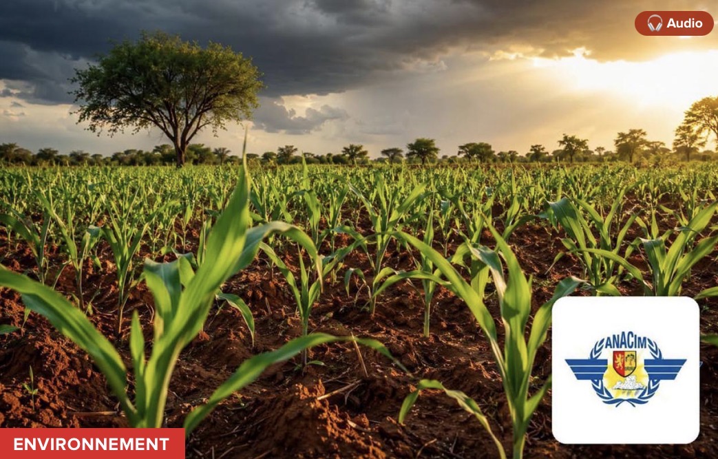 Bilan agrométéorologique : Des pluies soutenues en août, conditions agricoles favorables au Sud