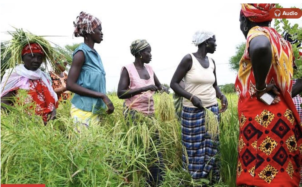 Thiès : Les femmes rurales dénoncent leur exclusion des financements publics