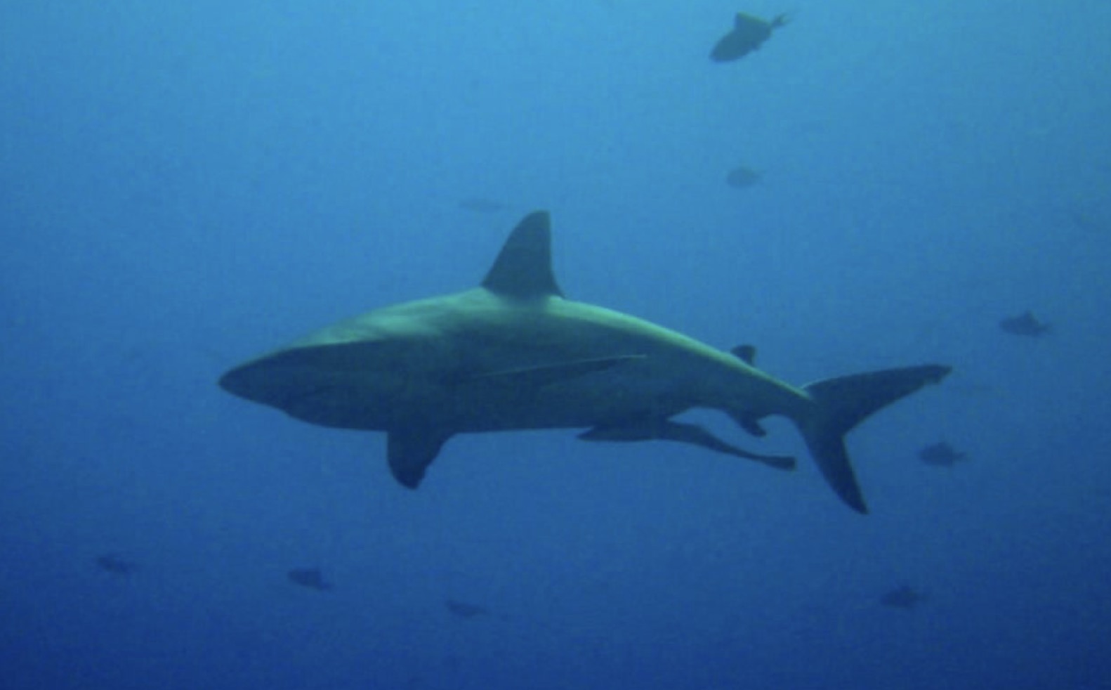 Afrique du Sud : une nageuse meurt après une attaque de requin, deux plages restent fermées