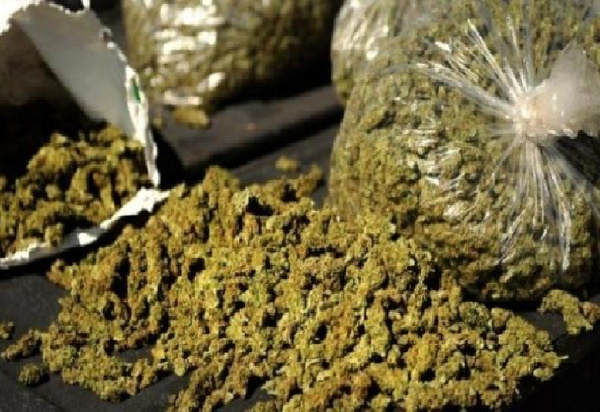 Trafic de chanvre indien déjoué à Sédhiou : un individu interpellé avec 5 kg de drogue