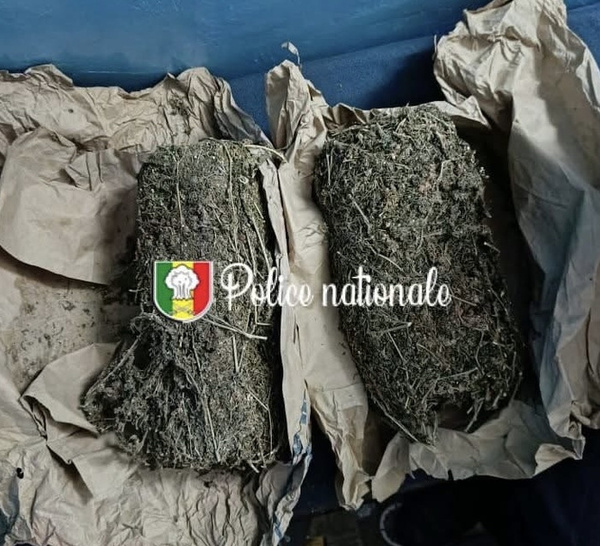 Ziguinchor : un cultivateur interpellé avec 2 kg de chanvre indien