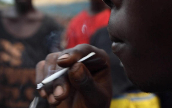 Kush, la drogue meurtrière qui ravage la jeunesse sénégalaise : Le cri d’alerte de Dr. Ibrahima Ndiaye sur ce fléau