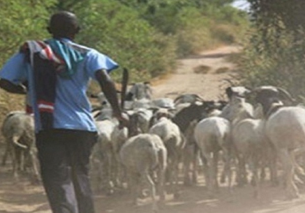 Touba-Gouye Mbinde : saisie de moutons volés et arrestation de deux individus pour vol de bétail