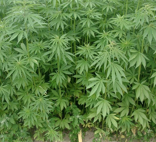 Stupéfiants : la Brigade régionale de Kaolack démantèle un champ de chanvre