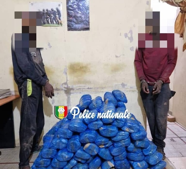 Kaolack : deux personnes arrêtées avec 83 kilos de chanvre indien à leur disposition