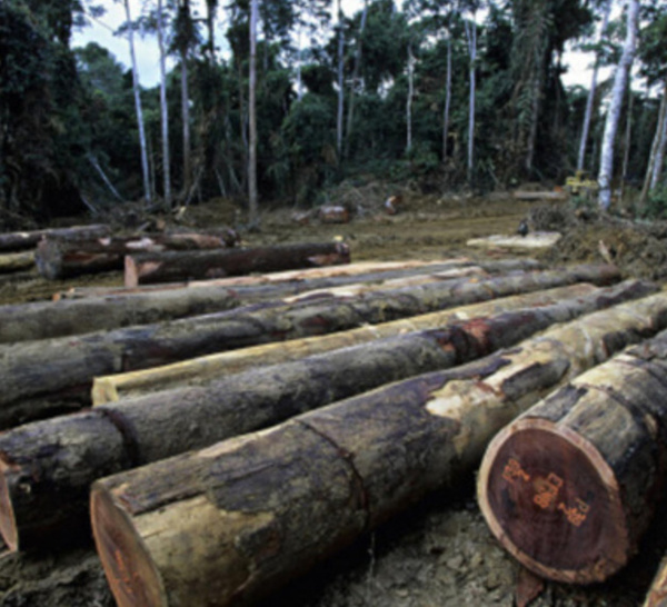 Mettre un terme à la déforestation en Afrique