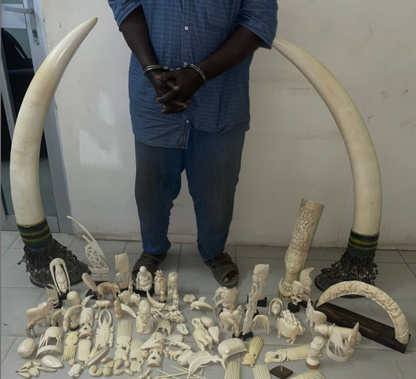 Criminalité faunique : 50 kilos d’ivoire d’éléphant saisis à Dakar