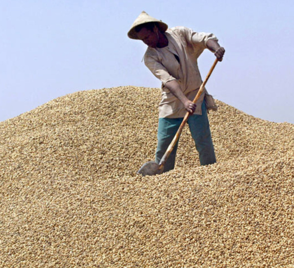 Campagne arachidière : Les producteurs réclament entre 350 et 500 FCfa/kg, avant l’ouverture de la commercialisation