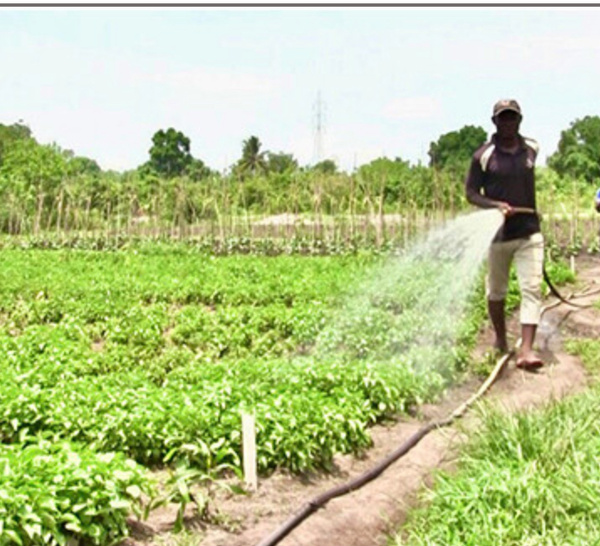 Thiès : Des producteurs maraîchers en détresse dénoncent la mauvaise gestion du matériel agricole, la mévente et le pourrissement des produits