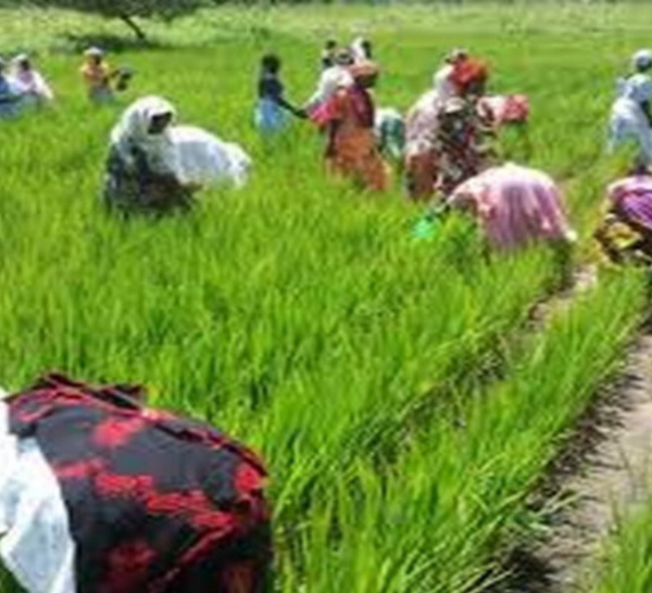 Ross-Béthio : les riziculteurs du Sénégal mobilisés contre la mévente du riz