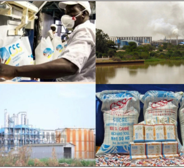 Concurrence déloyale et afflux massif de sucre importé : La CSS, un fleuron menace de fermeture par l’anarchie des Dipa , 8000 emplois en jeu