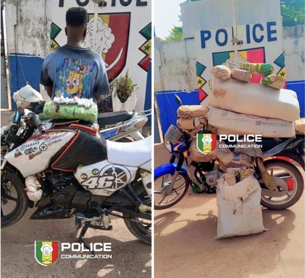 Kolda : 44,1 kg de chanvre indien saisis lors de deux opérations policières