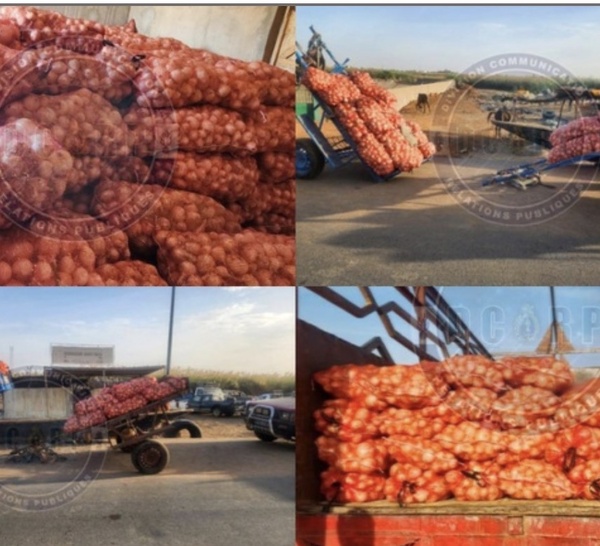 Trafic d’oignons vers la Mauritanie : 11 individus arrêtés, 365 sacs saisis