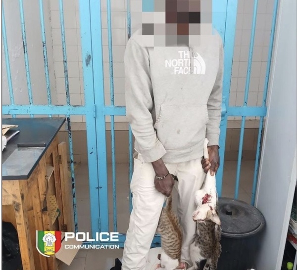 Corniche : un suspect déféré pour vente présumée de viande de chat