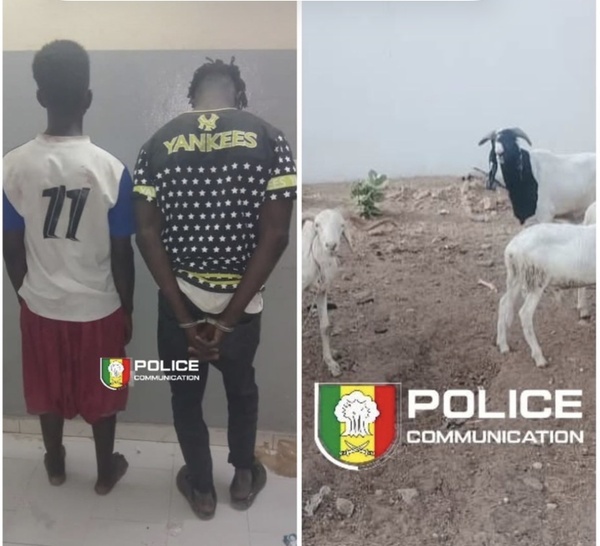 Vol de bétail : deux suspects arrêtés, un complice en fuite