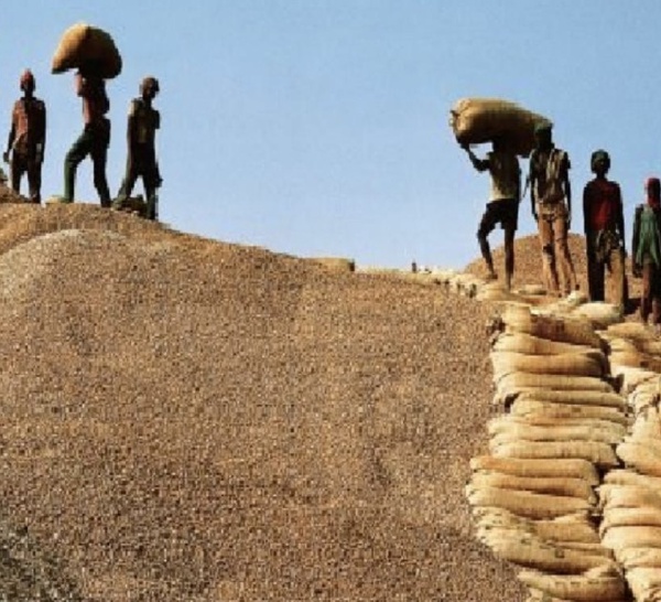 Campagne agricole : « Deux mois sans être payés », le cri de détresse des opérateurs à Kaolack