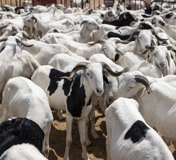On attend les clients" : Entre blocus au Mali et spéculation, le prix du bélier atteint des sommets !