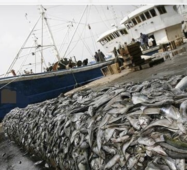 Pêche démersale côtière : la CONAPED réclame le retrait de l’arrêté ministériel