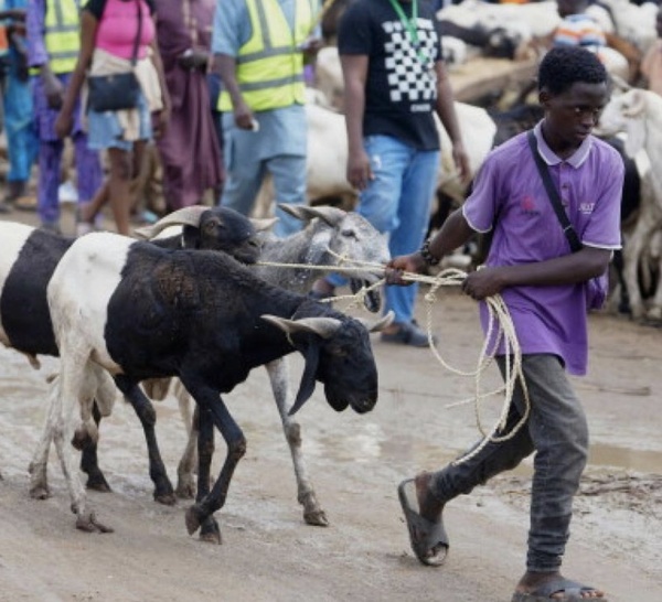 Nigeria: l'insécurité et la flambée de l'essence font grimper les prix des moutons pour l'Aïd