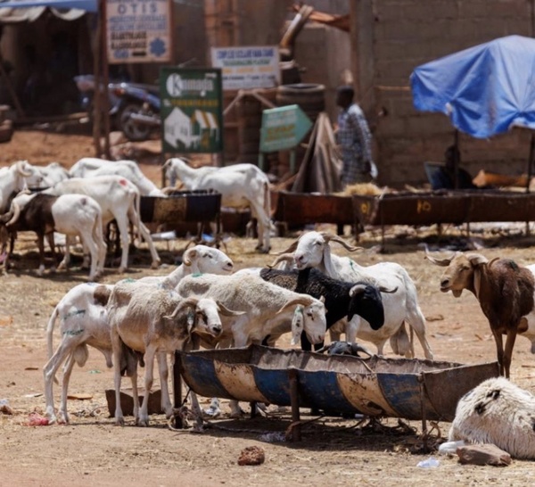 De Dakar à Sédhiou : Radiographie d'une cherté généralisée sur le marché du mouton