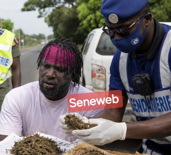 Détention de drogue : le lutteur Coly Faye 2 arrêté par la gendarmerie avant son combat contre « Petit Lô »