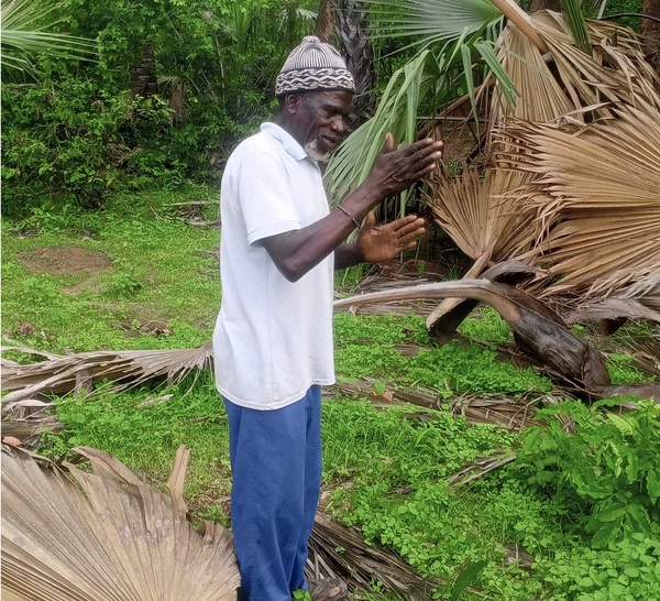 Casamance : le ronier, un arbre aux multiples usages au cœur de la vie quotidienne