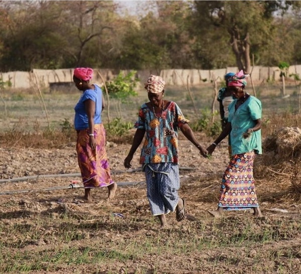 Souveraineté alimentaire : Pourquoi le Sénégal doit d'urgence lever les freins à l'autonomisation des femmes rurales