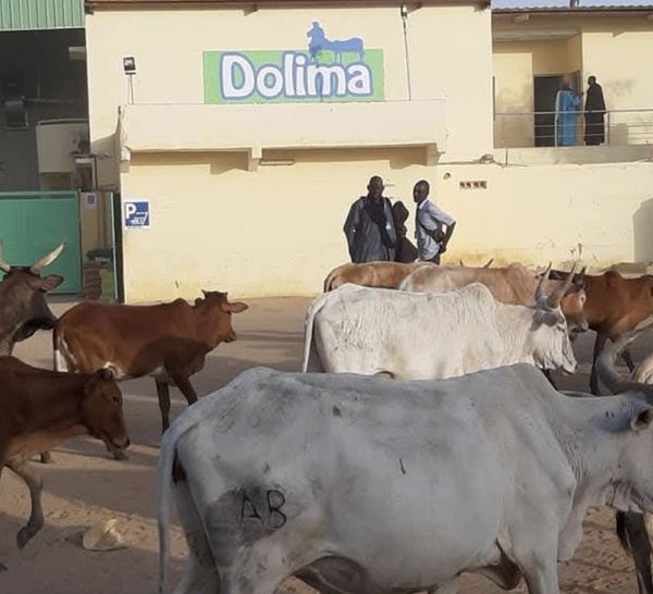 Sandiara : son épouse malade, le geste désespéré d’un employé de l'usine « Dolima »