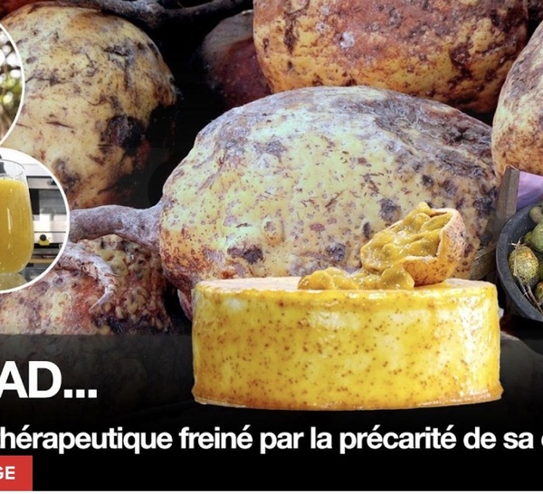Le Madd : Un miracle thérapeutique freiné par la précarité de sa conservation