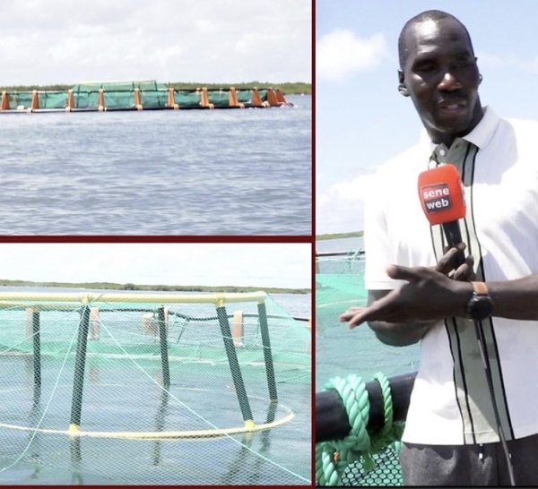 Révolution bleue à Palmarin : Plongée exclusive dans le tout premier projet d'aquaculture marine d'Afrique de l'Ouest