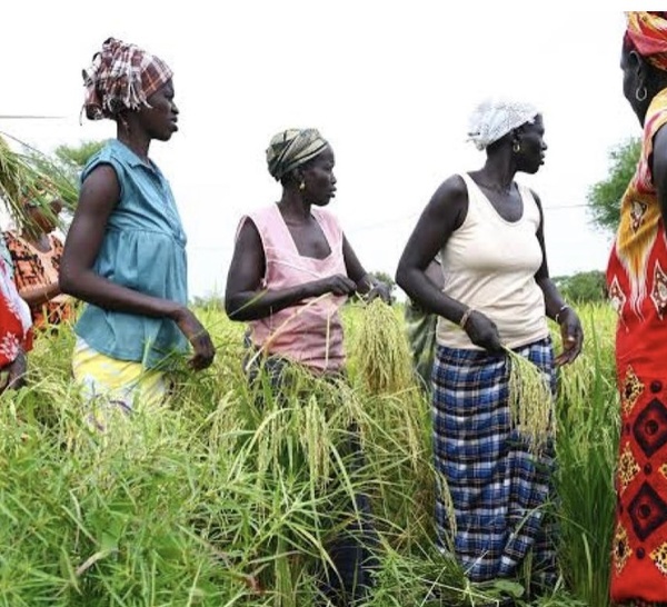 Thiès : Les femmes rurales dénoncent leur exclusion des financements publics