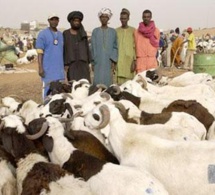 Tabaski : Aminata Mbengue Ndiaye au parc des petits ruminants de Linguère