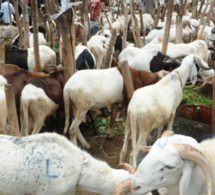 Après trois jours de travail: Le berger disparaît avec les 200 moutons de son employeur