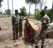 Sédhiou : Les 3 agents des eaux et forêts finalement libérés