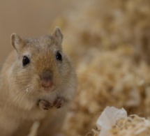 Mali: Une souris empêche un avion d’air France de décoller